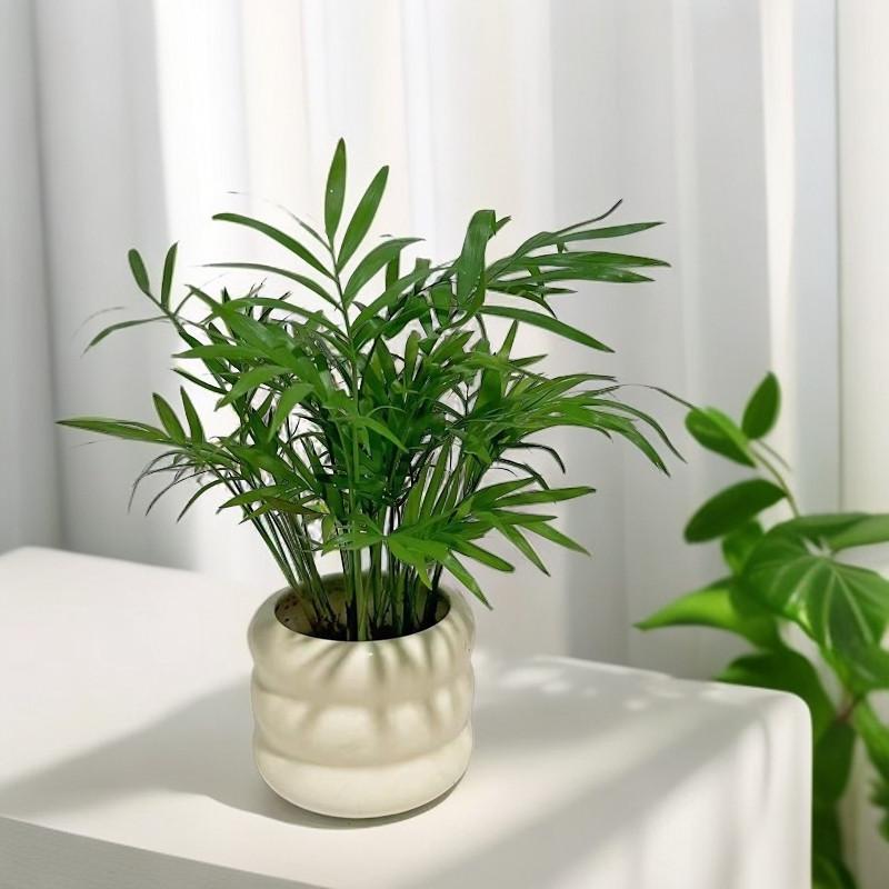 Miniature Cauliflower Pot with Hydroponic Plants: Areca Palm, Hawaiian Bamboo, Feather Bamboo