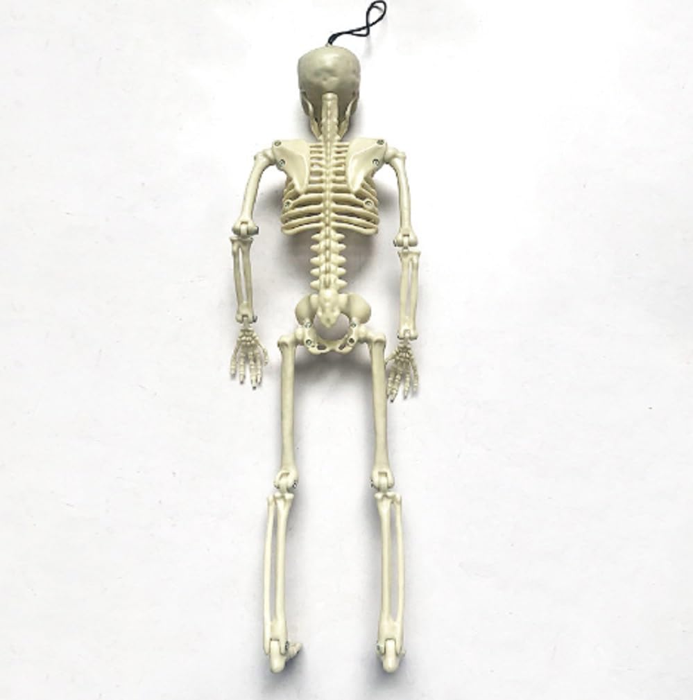 Skeleton Figure Object Drawing 40cm Model Interior Halloween