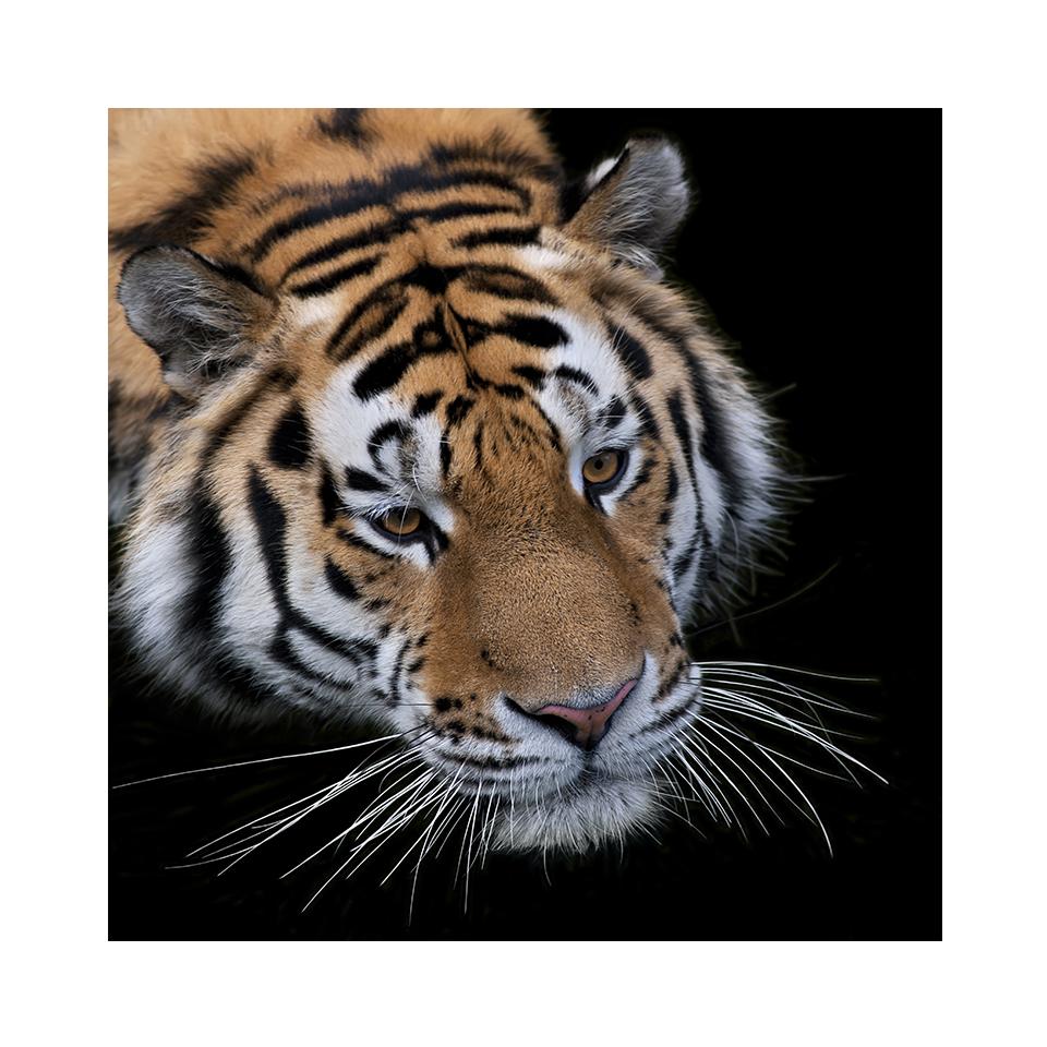 5D DIY алмазная живопись тигр горный хрусталь картина полная алмазная вышивка животное мозаика искусство вышивка крестиком комплект домашний декор подарок