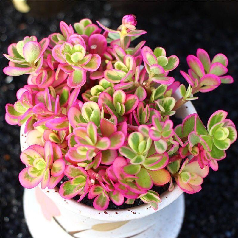 Sunflower Variegated Succulents: Blooming Indoor Potted Plants