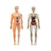 Прозрачный набор модели структуры тела человека 28-компонентная съемная анатомическая фигура