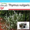 Подарочный набор - Тимьян обыкновенный - 200 семян - С подарочной коробкой, карточкой, этикеткой и субстратом для горшков - Тимьян обыкновенный