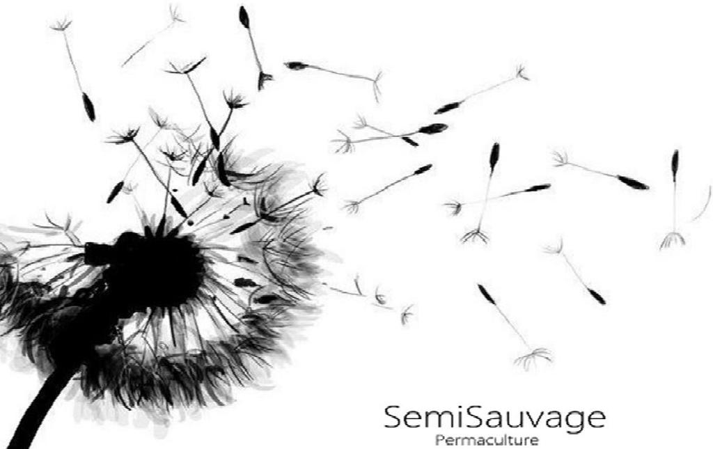 1000 семян красного клевера - лекарственное растение - огород - воспроизводимые крестьянские семена - Semiwild