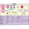 EPOCH Aquabeads Disney Princess Sparkling Jewelry Set Character Making Toy for Ages 6 and Up