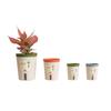 Self Watering Planter Lazy Hydroponic Flower Pot Living Room Succulent Plant Pot