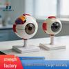 Увеличенная модель анатомии человеческого глаза (6х) для медицинского обучения