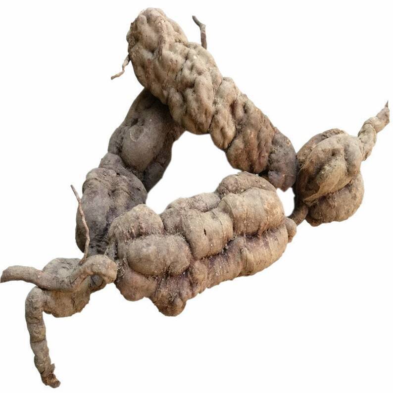 Китай He Shou Wu Fo-Ti Polygonum multiflorum ломтик корня 500г(1,1 фунта)