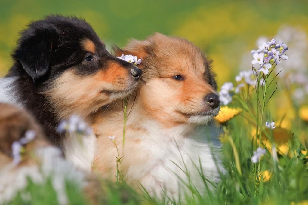 SAFLAX - Garden in the Bag - Cuckooflower - 100 seeds - With substrate in a fitting stand up bag - Cardamine pratensis