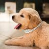 Dog Cat Pearl Collars With Crystal Rhinestone Diamond Dcor, Adjustable Cute Fashion Pet Pu Leather