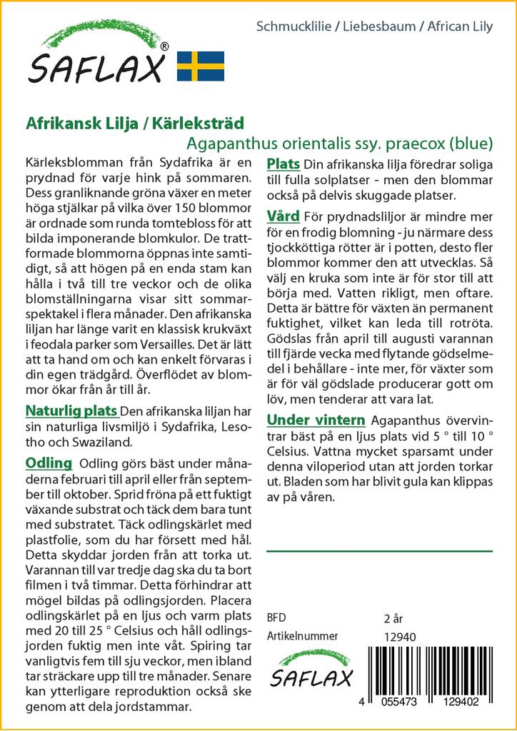 SAFLAX Лилия африканская - 50 семян - Agapanthus orientalis