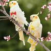 Подгузник для птиц, моющийся подгузник для попугаев, модный летный костюм для попугаев, костюм для попугаев, подгузники для неразлучников, волнистый попугайчик
