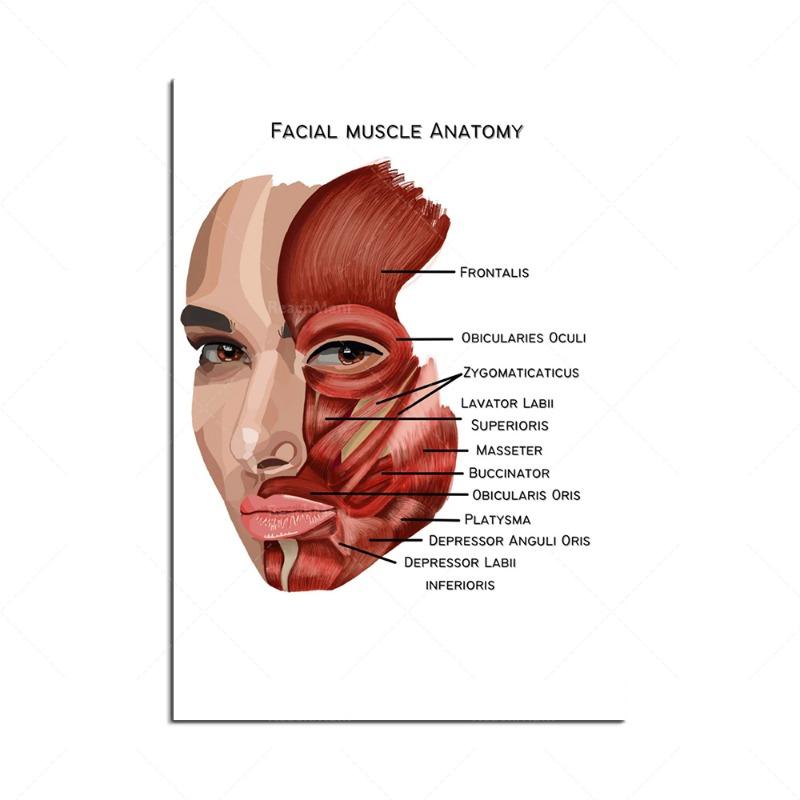 Новый Строение тела Скелет Настенное искусство Анатомия нервной системы Холст Картина Образовательный плакат Медицинский Декорация Живопись