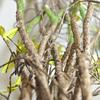 1PC Tree Branches DIY 35" Bendable Artificial Ratta Wedding Home Decor Dead Tree Vine 90CM Fake Twig Stem Lifelike with Leaves