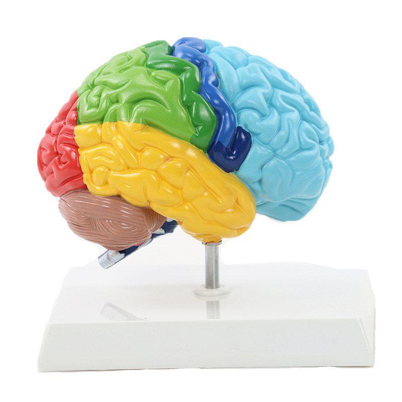 1:1 Scale Right Hemisphere Brain Model - Neocortical Structure & Functional Areas for Medical Education