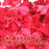 Submerged Flower Shift Real Fresh 20cm for Manual Automatic and Passenger by AUTOLAND Knob, Red, Orchid, Flowers, 200mm, Long, Transmissions,