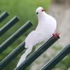 Bird Peace Dove Spread Wings Simulation Dove Decoration Crafts White Pigeon  Home Decor