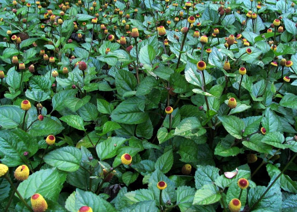 SAFLAX Подарочный набор - Кресс-салат - 500 семян - С подарочной коробкой, карточкой, этикеткой и субстратом для горшков - Acmella oleracea