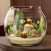 Round Fish Tank Transparent Round Ornamental Fish Tank Portable Small Fish Bowl Small Ornamental Home Decor for Ornamental Fish