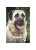 Книга Anatolian Shepherd : How To Train Your Dog and Raise from Puppy Correctly