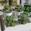 24 Heads Mini Artificial Cactus Plant Real Touch Micro Landscape Decoration Balcony Decoration