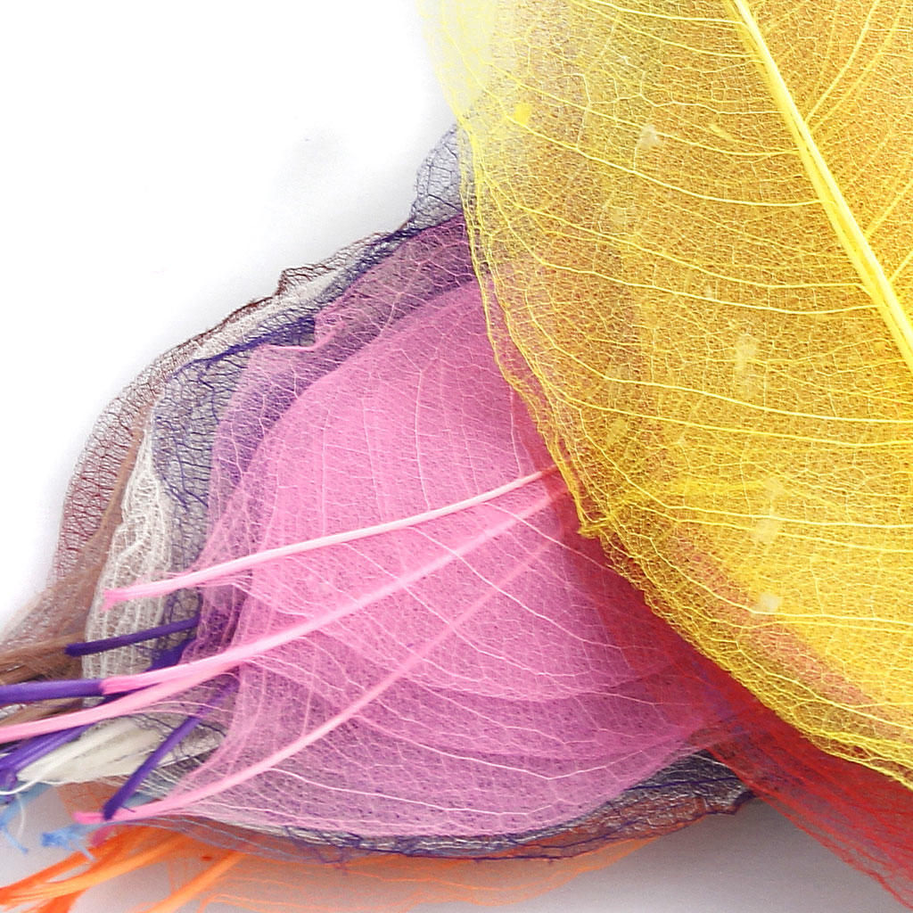 MIT 10 шт. Натуральная магнолия скелетные листья листья карты скрапбукинг смешанные цвета