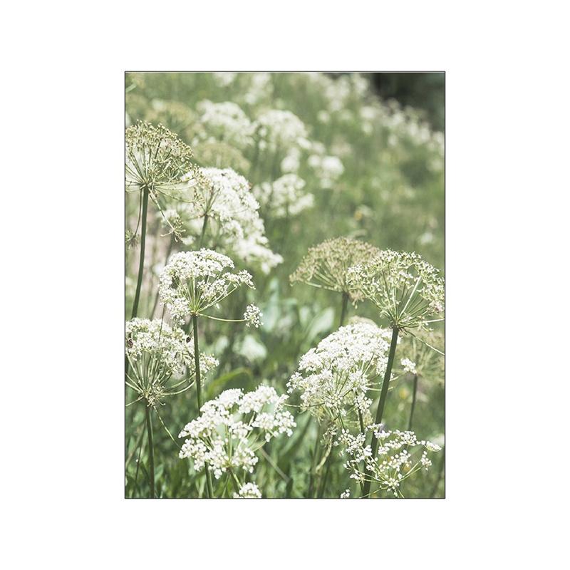 Одуванчики, цветы, постер, настенная живопись на холсте, полевой цветок, пейзаж, ромашка, полевые фотографии, спальня, домашняя комната, Настенный декор, принты