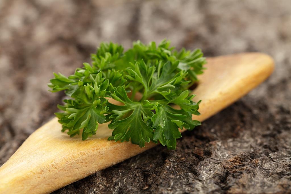 SAFLAX Garden in the Bag - Органический - Петрушка, скрученная мхом - 800 семян - С субстратом в подходящем стоячем пакете - Petroselinum Crispum