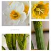6 шт./букет искусственный цветок нарцисса реалистичный искусственный шелковый цветок для дома, офиса, свадьбы, вечеринки, в помещении, на открытом воздухе