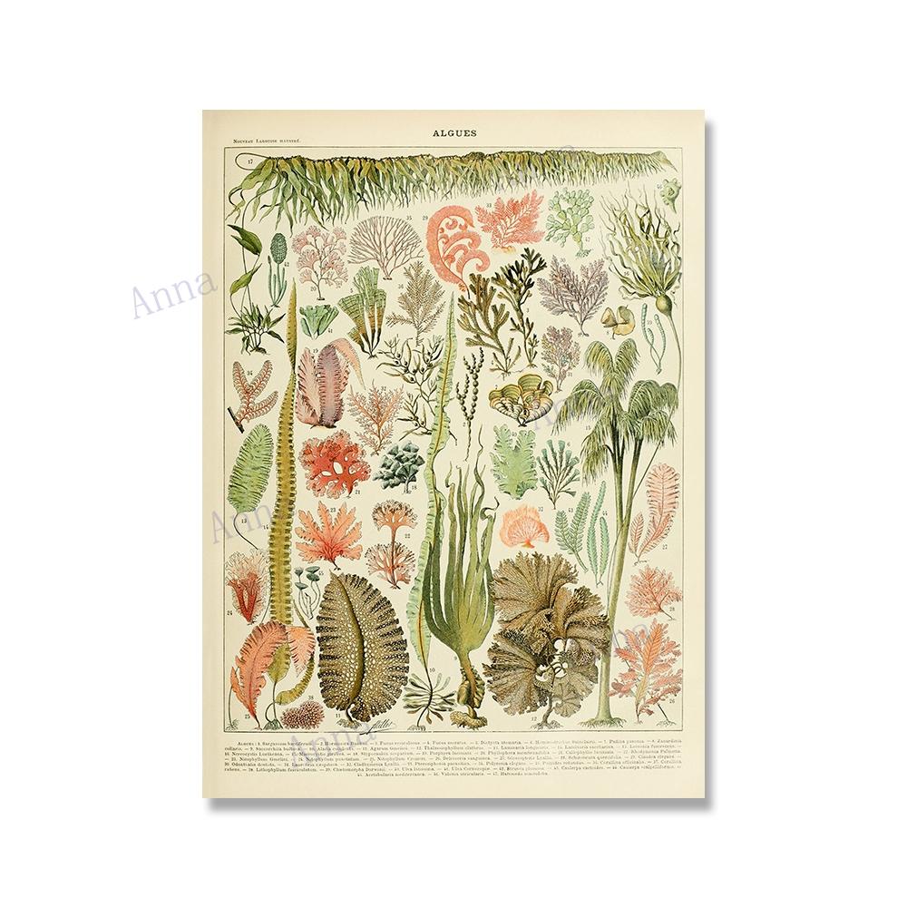 Adolphe Millot Encyclopedia Poster Fruit Botanical Mushrooms Herbs Flowers Canvas Paintings Print Vintage Wall Art Room Decor