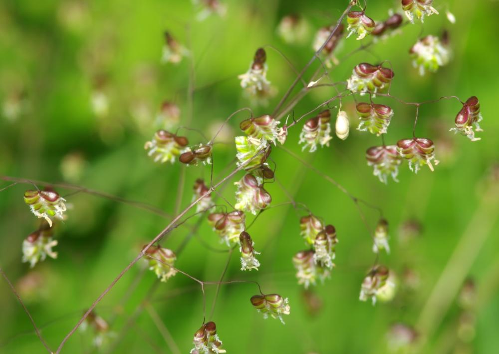 SAFLAX Трава трясущаяся - 75 семян - Бриза медиа