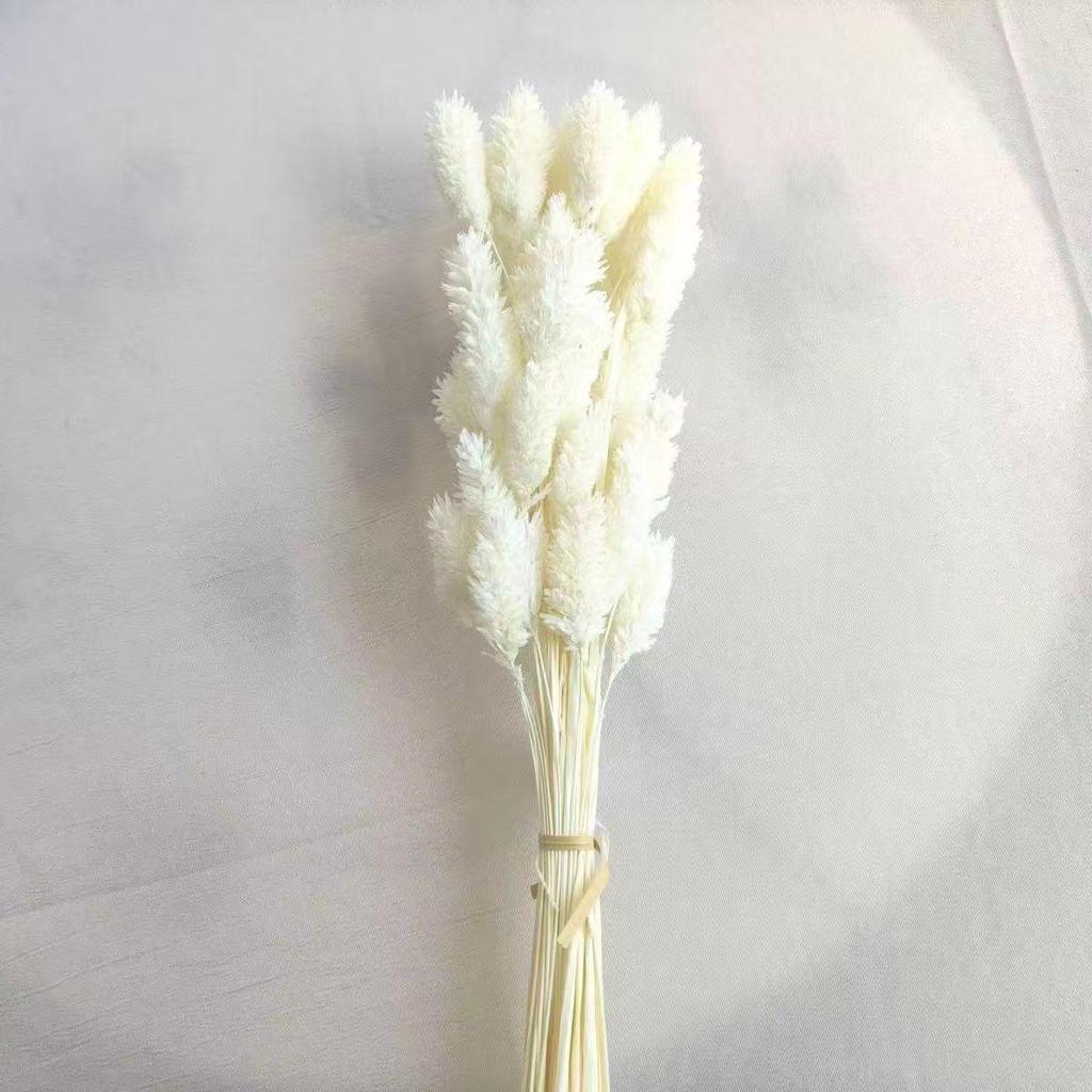 Preserved Rabbit Tail Grass Bouquet - DIY Dried Flower Decoration with Pampas Grass