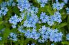 500 Myosotis Royal Blue Seeds - Flowering Plants - Reproducible Peasant Seeds - SemiWild
