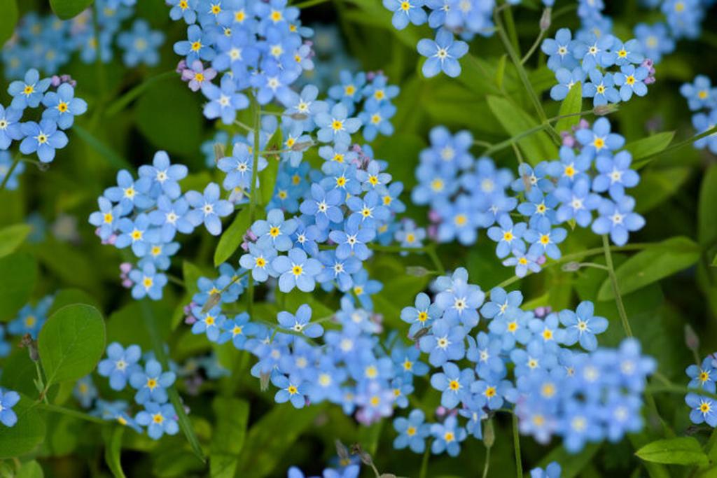 500 Myosotis Royal Blue Seeds - Flowering Plants - Reproducible Peasant Seeds - SemiWild