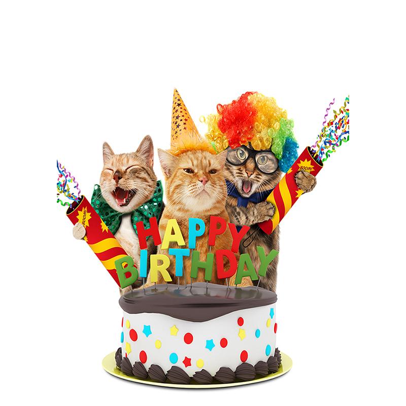 5D Diy Алмазная вышивка животное полная круглая алмазная живопись кошка Алмазная мозаика вышивка крестом подарок ручной работы