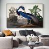 Audubon Vintage Bird Poster Canvas Print Wall Art Picture American Heron Swan Roseate Spoonbill Scarlet Lbis Blue Crane Decor