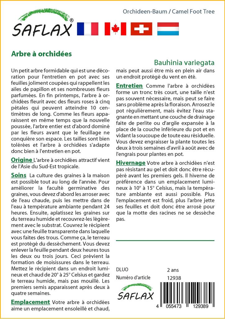 SAFLAX Дерево верблюжьей лапки - 8 семян - Bauhinia variegata