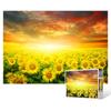 500-piece Jigsaw Puzzle / Dreamy Sunset In a Sunflower Field, Popular Korean Puzzle