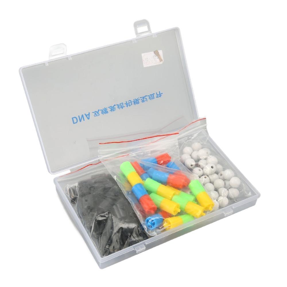Multi Color Parts Gene Structure Model Genetic Variation Model Molecular Demonstration