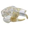 Educational Dog Tooth Model Dog Cat Rabbit Cat Clear Typodont Dental Teaching Canine  Clinic