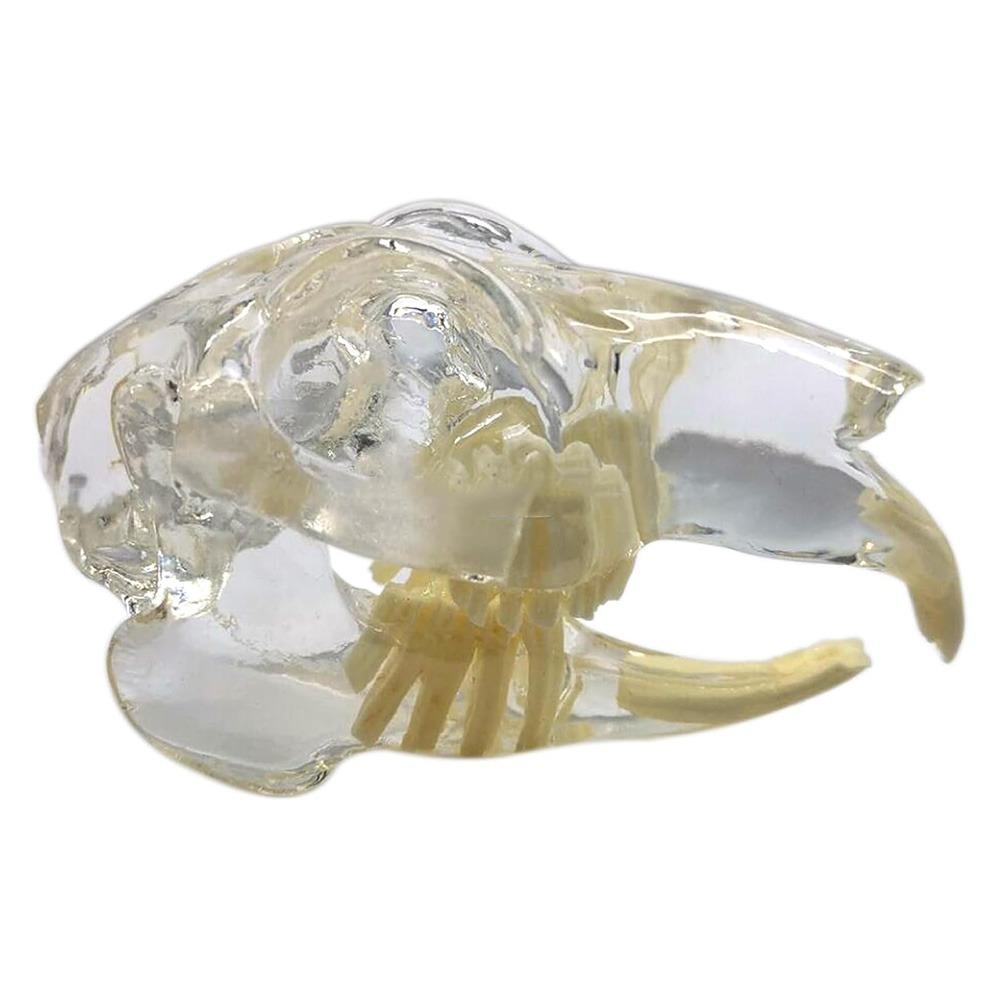 Educational Dog Tooth Model Dog Cat Rabbit Cat Clear Typodont Dental Teaching Canine Clinic