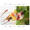 6PCS DIY Accessories Artificial Birds Mixed Color Artificial Bird Model  Garden Ornament