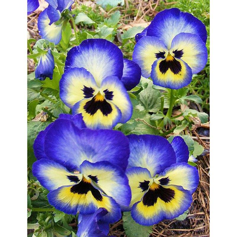 5D DIY Алмазная картина Свежий цветок Алмазная вышивка Цветочная сцена Вышивка крестом Полный круглый дрель Домашний декор Ручной подарок