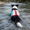 Dog Life Jacket Small Medium Large Dog Golden Retriever Edge Shepherd Teddy Large Buoyancy Dog Swimsuit Buoyancy Suit Pet Clothing