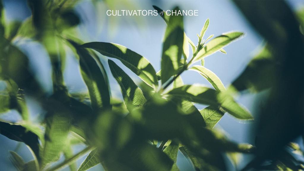 Нежный лосьон для рук с маслом ши и вербеной 300 мл L'OCCITANE