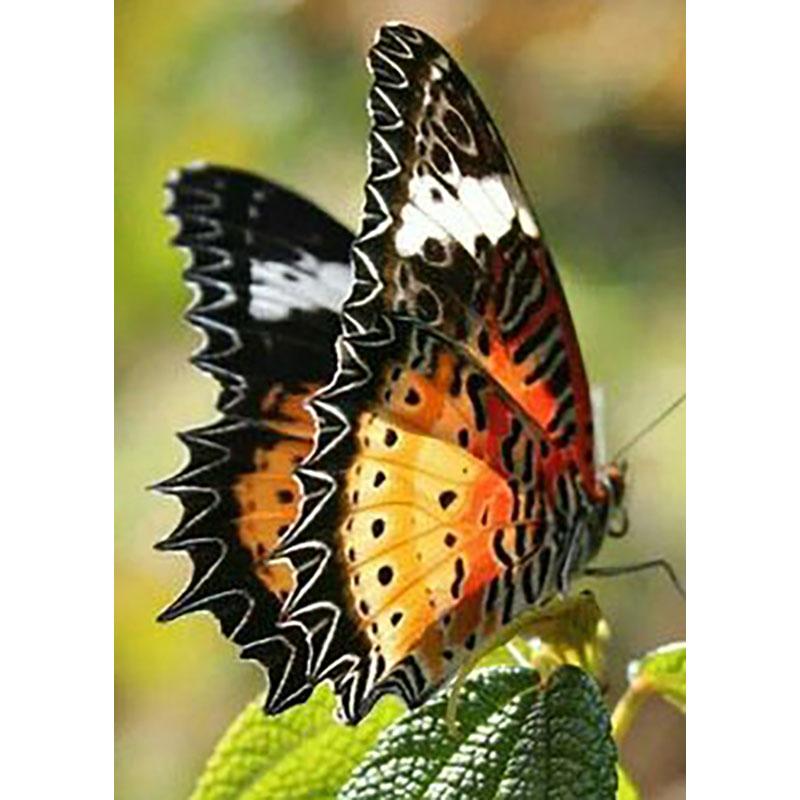 DIY Diamond Embroidery 5D Diamond Painting Butterfly Diamond Mosaic Cross Stitch Kits Rhinestones Wall Art Home Decor Gift