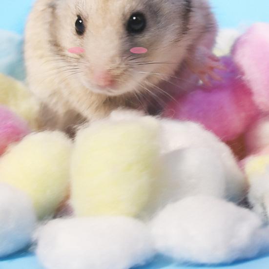 100 шт./компл., универсальный высокоэластичный эластичный шарик для хомяка, игрушки, красочные мягкие хлопковые шарики с наполнителем в виде животных для морской свинки