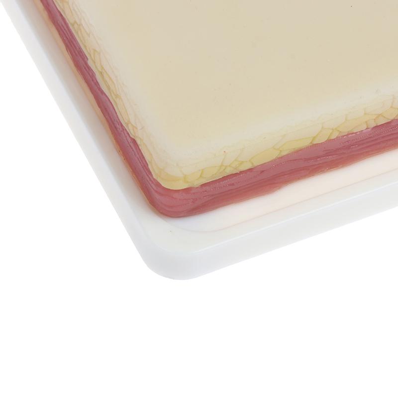 Модель для отработки навыков венепункции. Силиконовая учебная модель для наложения швов на кожу человека.