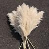 Off-White Large Pampas Grass - Natural Dried Flowers for Wedding Arrangements & Soft Decor Prop