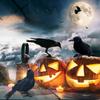 Halloween Black Crow Decoration Realistic Feathered Crow Prop Artificial Fake Raven Birds for Yard Tree Garden Patio Indoor Outdoor