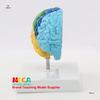 1:1 Scale Right Hemisphere Brain Model - Neocortical Structure & Functional Areas for Medical Education